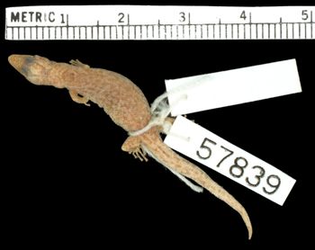 Media type: image;   Herpetology R-57839